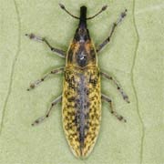 Lixus filiformis (4–9.5 mm)