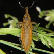 Lixus iridis (11–17 mm)