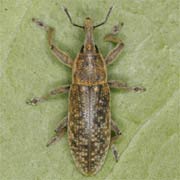 Lixus punctiventris (10–14 mm)