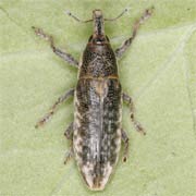 Lixus subtilis (7–9 mm)