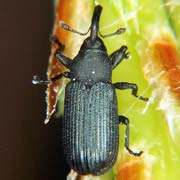 Magdalis duplicata (2.8–5 mm)