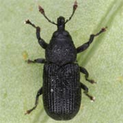 Magdalis exarata (2.5–3.8 mm)