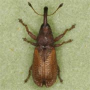 Magdalis rufa (3.5–5.5 mm)