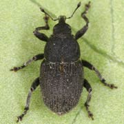 Marmaropus besseri (3–4.2 mm)