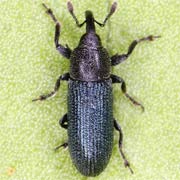 Mecinus janthinus (3–4.2 mm)