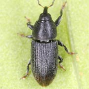 Mecinus pyraster (2.8–4 mm)