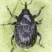 Miarus distinctus (2.5–4 mm)