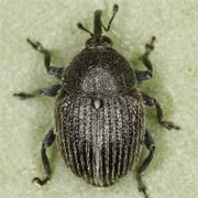 Miarus graminis (3–3.8 mm)