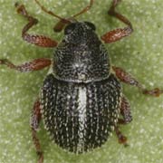 Micrelus ericae (1.6–2.3 mm)