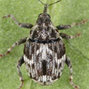 Microplontus campestris (2.6–2.9 mm)