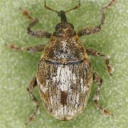 Microplontus figuratus (2.2–2.9 mm)