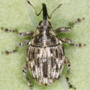 Microplontus millefolii (2.6–3.2 mm)