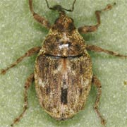 Microplontus rugulosus (2.2–2.8 mm)