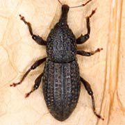 Mitoplinthus caliginosus (6–9 mm)