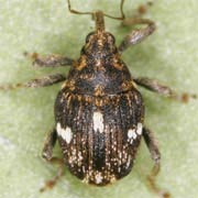 Mogulones asperifoliarum (2.2–2.9 mm)