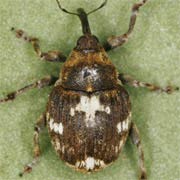 Mogulones cruciger (3.7–4.6 mm)