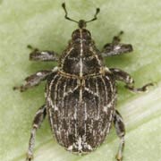 Mogulones geographicus (4.4–5.5 mm)