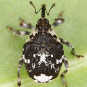 Mogulones larvatus (3.6–4.4 mm)