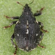 Mogulones pallidicornis (3.1–3.5 mm)