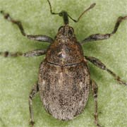 Mogulones raphani (3.2–4 mm)