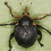 Mononychus punctumalbum (3.8–5.2 mm)