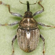 Neoglocianus maculaalba (2.7–4.5 mm)