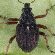 Neophytobius quadrinodosus (1.9–2.5 mm)