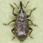 Notaris acridulus (3–5 mm)