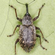 Notaris scirpi (6–7.5 mm)