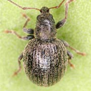 Omias rotundatum (2–3 mm)