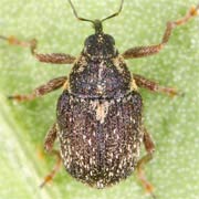 Oprohinus consputus (1.9–2.4 mm)