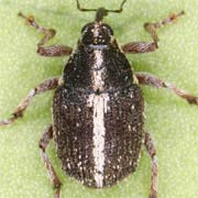 Oprohinus suturalis (2.5–3.3 mm)