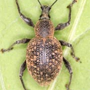 Otiorhynchus armadillo (7–12 mm)