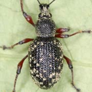 Otiorhynchus lepidopterus (6–8 mm)