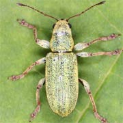 Pachyrhinus lethierryi (4–5.5 mm)