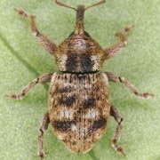 Pachytychius sparsutus (2–4 mm)