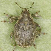 Parethelcus pollinarius (3.5–4 mm)