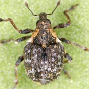 Pelenomus canaliculatus (1.9–2.4 mm)