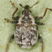 Pelenomus comari (2–2.6 mm)