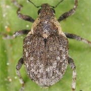 Pelenomus olssoni (2.1–2.7 mm)