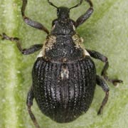 Pelenomus quadricorniger (2.5–3 mm)