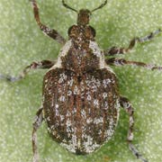 Pelenomus velaris (2.4–2.8 mm)