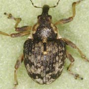 Pelenomus waltoni (2.1–2.8 mm)