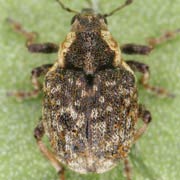 Pelenomus zumpti (2.2–2.6 mm)