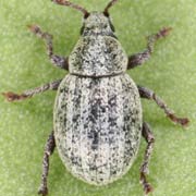 Peritelus leucogrammus (2–3.5 mm)