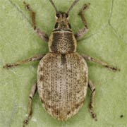 Peritelus sphaeroides (5–8 mm)