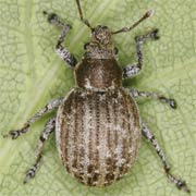 Philopedon plagiatus (4–6 mm)