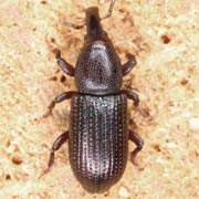 Phloeophagus lignarius (2.8–3.5 mm)
