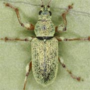 Phyllobius argentatus (3.5–6 mm)