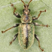 Phyllobius betulinus (4–6 mm)